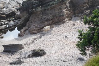 [Sheep+on+the+beach+2+a.jpg]