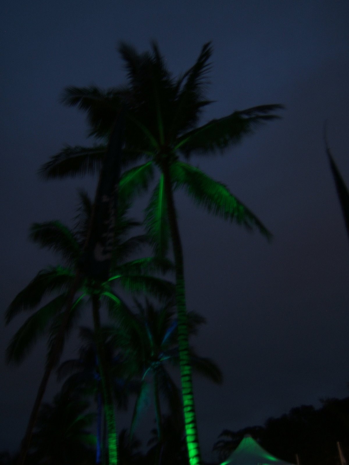 [Singapore--+Sentosa+Island--+green+palm+trees.JPG]