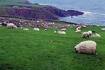 [Irish+sheep.jpg]