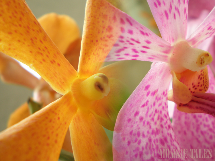 [Orchids.jpg]
