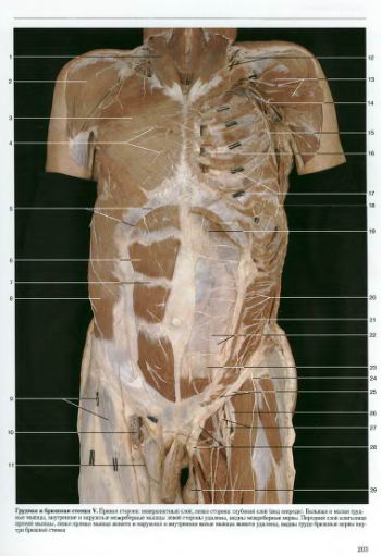 [Atlas+po+anatomii.jpg]