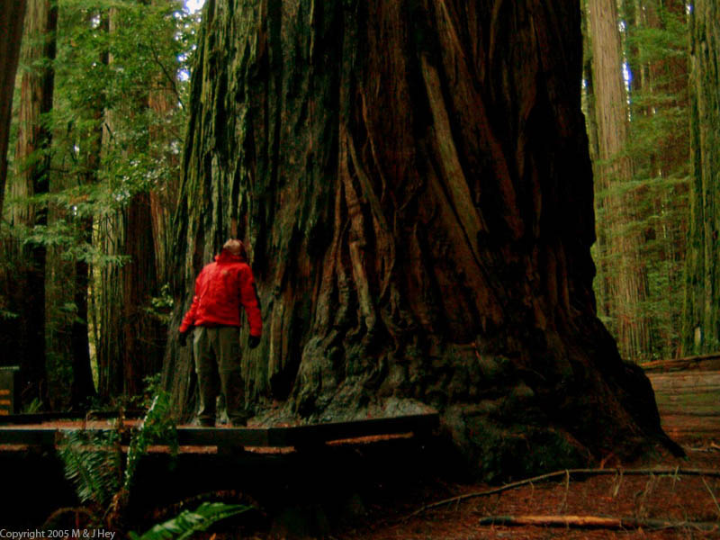 [Giant+Tree+Bull+Creek+Rockefeller+Forest+Humboldt+Redwoods-11.jpg]