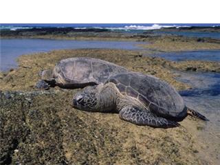 Two Green Sea Turtles basking in the sun
