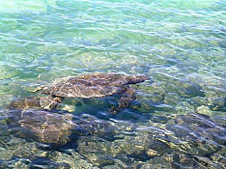 Plenty of green sea turtles at Kiholo Bay