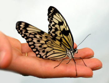 [butterfly-in-hand.jpg]