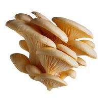 [Oyster_Mushrooms.jpg]
