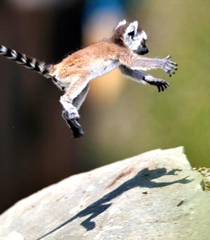 [leaping_lemur.jpg]