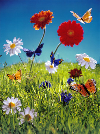 [flowers+butterflies.jpg]