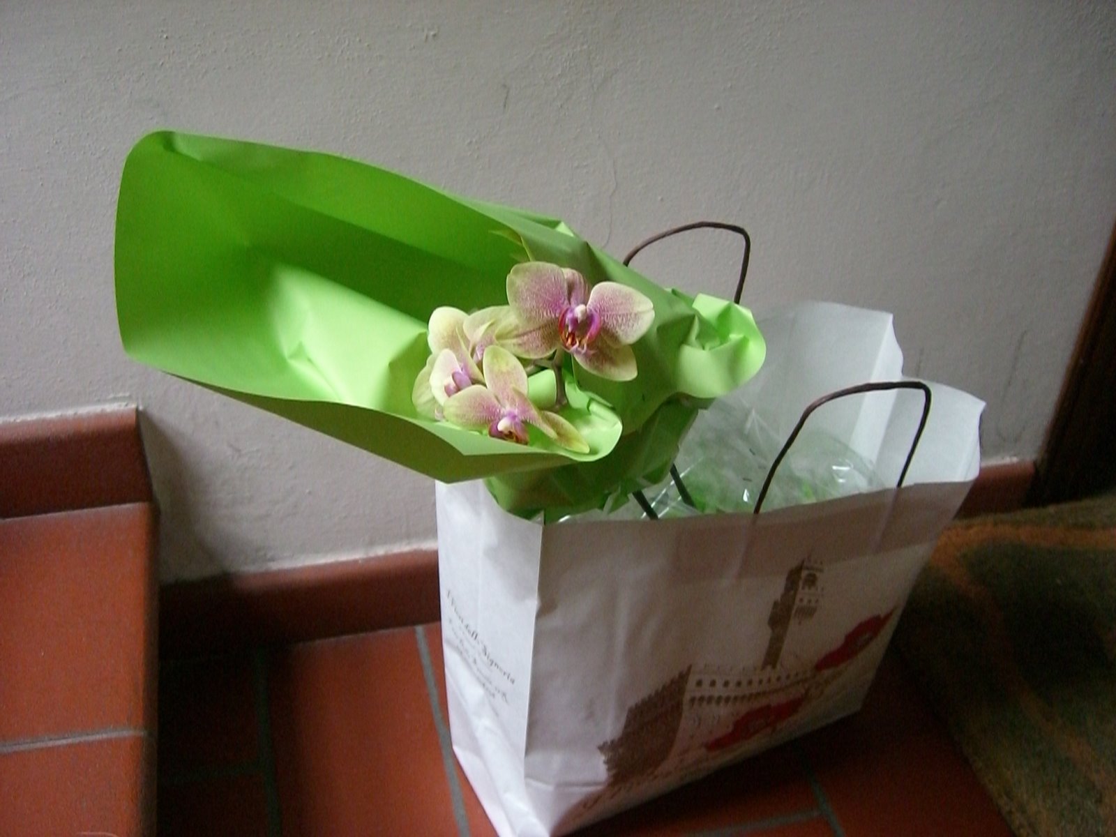 [orchidea+001.jpg]
