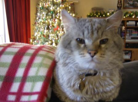 [Cat+Christmas+3.jpg]