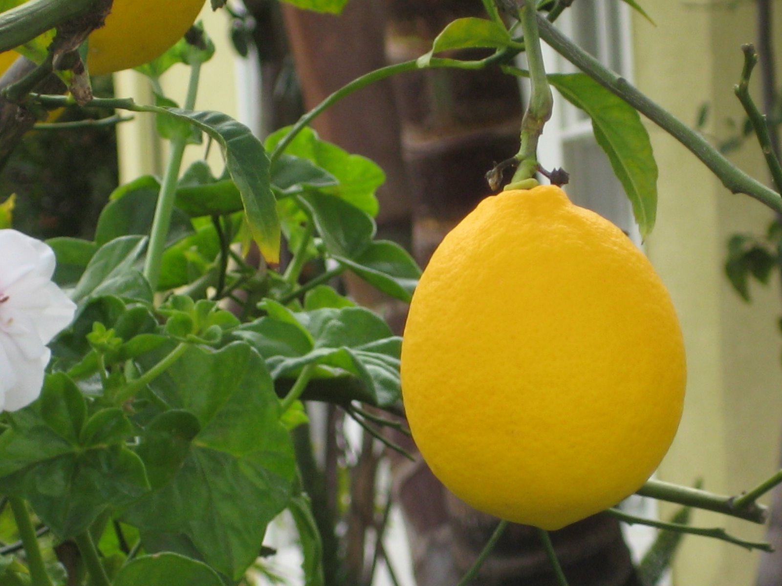 [lovely+lemon.JPG]