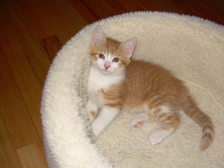[marley+in+kitty+bed.jpg]