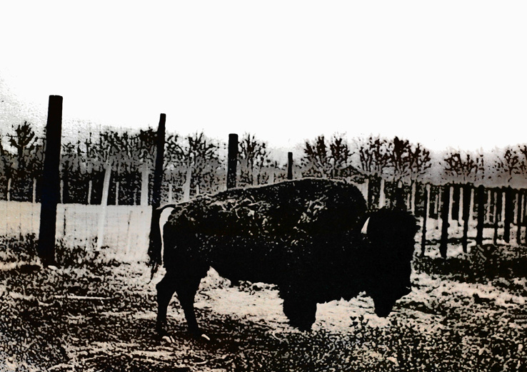 [bison2007001.jpg]