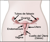 [ovaries_uterus_cervix.gif]