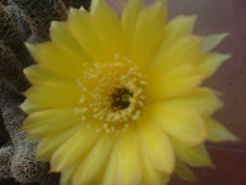 flor de "cactus"(heliactos)