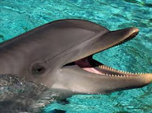 Sea World Dolphin
