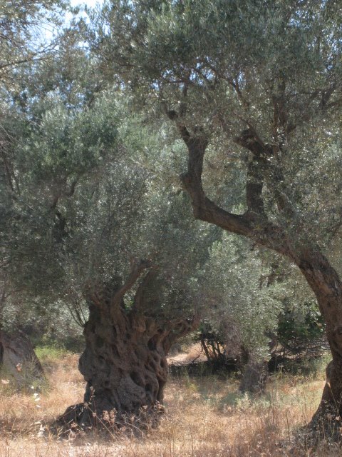 [Olive+Trees-755441.JPG]
