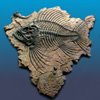 [fossil_fish.jpg]