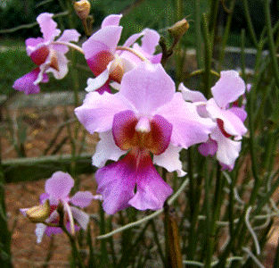 [orchid.gif]