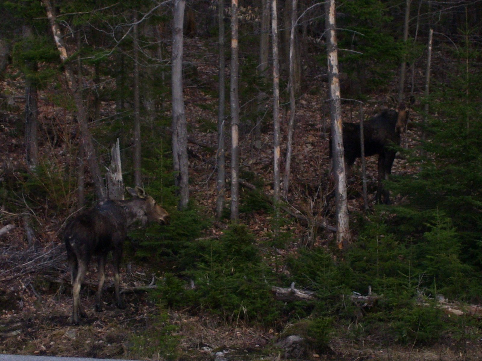 [two+moose.JPG]