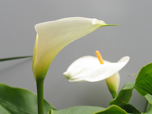 [white+lily.jpg]