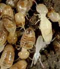 [termite-swarming1a.jpg]