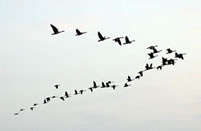[geese.jpg]