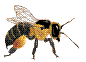 [abeilles-58.gif]