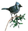 [pájaro+azul+blue_jay_bush_md_wht.gif]