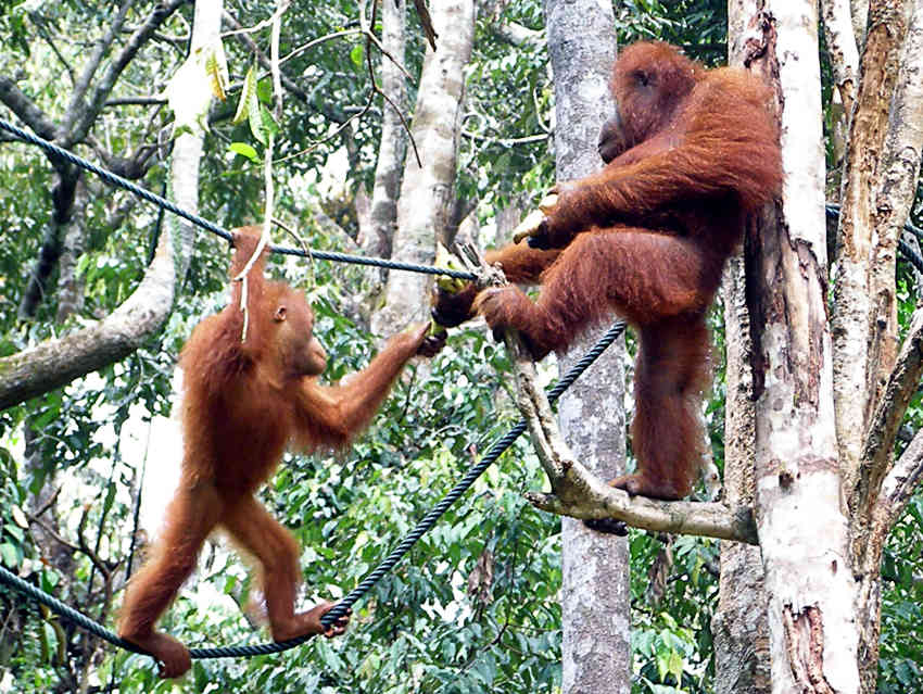 [Orangutan&baby125.jpg]