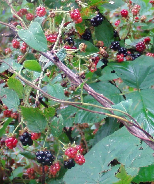 [blackberries3.jpg]