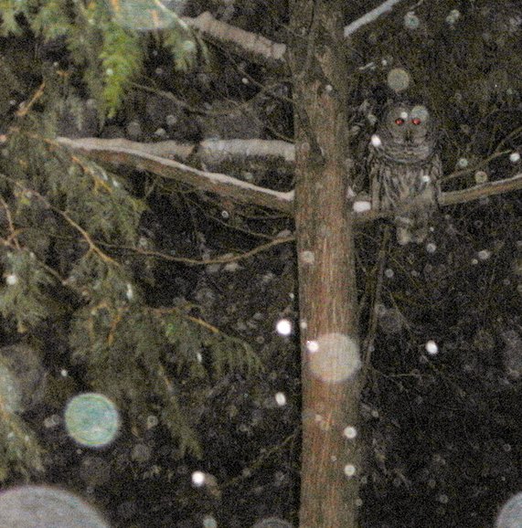 [owl_in_snow+edit+Bloomer+Fort+Fairfield+12_07.JPG]