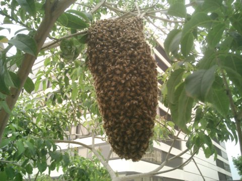 [BeeSwarm.jpg]