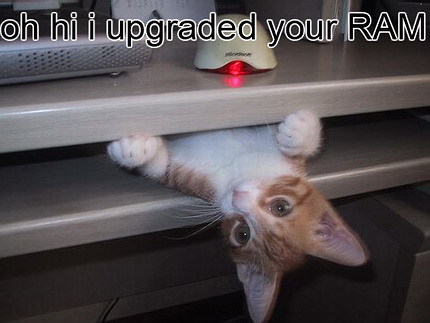 [funny_cat_pictures_pc_1.jpg]
