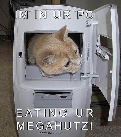 [funny_cat_pictures_pc_5.jpg]