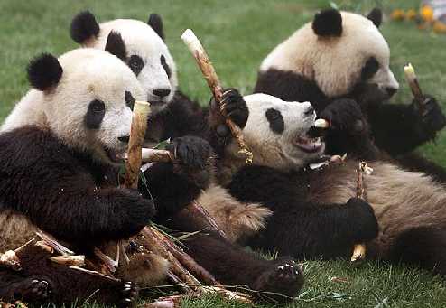 [Pandas+arrive+in+BEijing+for+olympics.jpg]