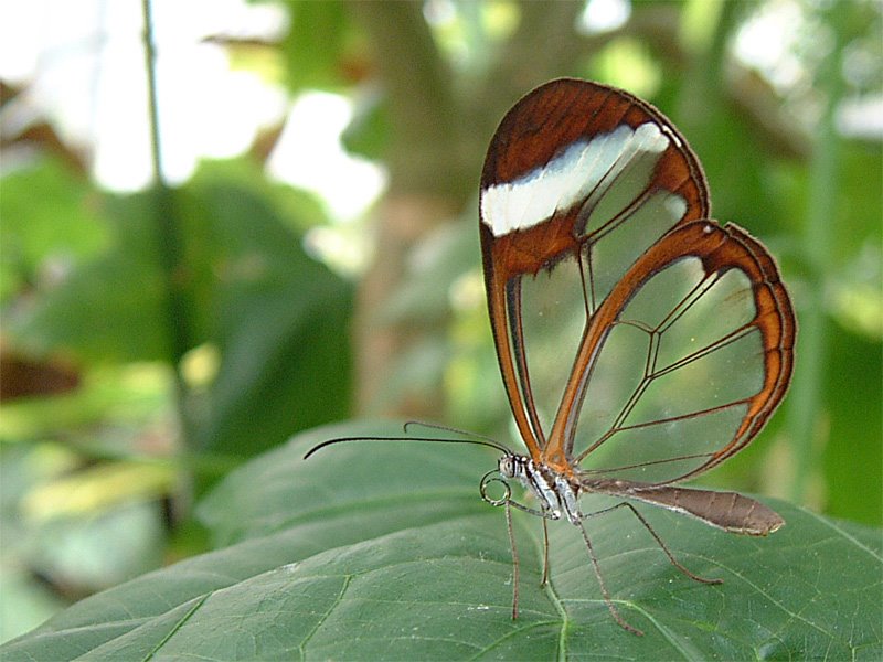 [transparent-butterfly1.0.jpg]