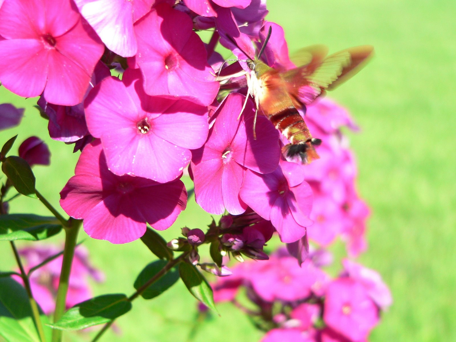[hummingbirdonflower.jpg]
