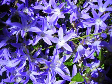[blue+star+flowers.jpg]