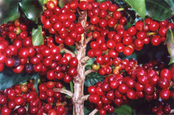 [coffee_berries.jpg]