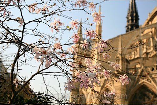 Blooming pink magnolia with Notre Dame de Paris