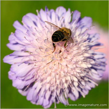 Bee busy on a flower 