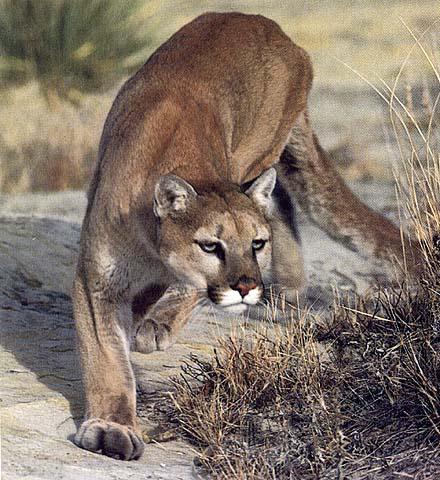 [wildcat-cougar.jpg]