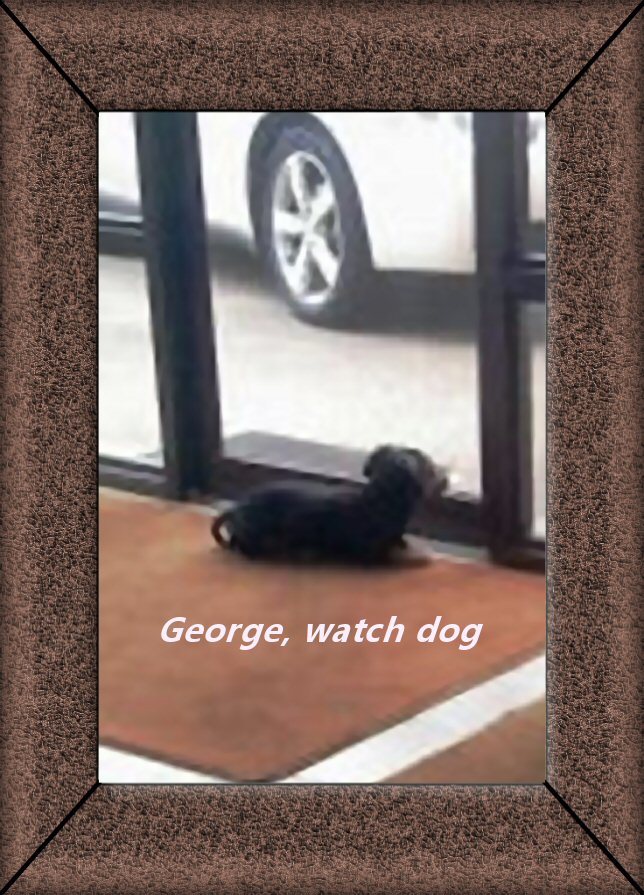 [george+watch+dog.jpg]