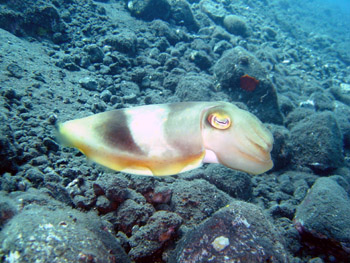 [Cuttlefish26.jpg]
