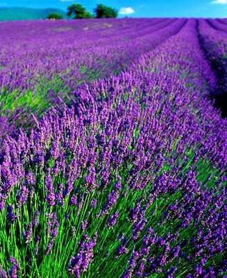 [lavender_field.jpg]