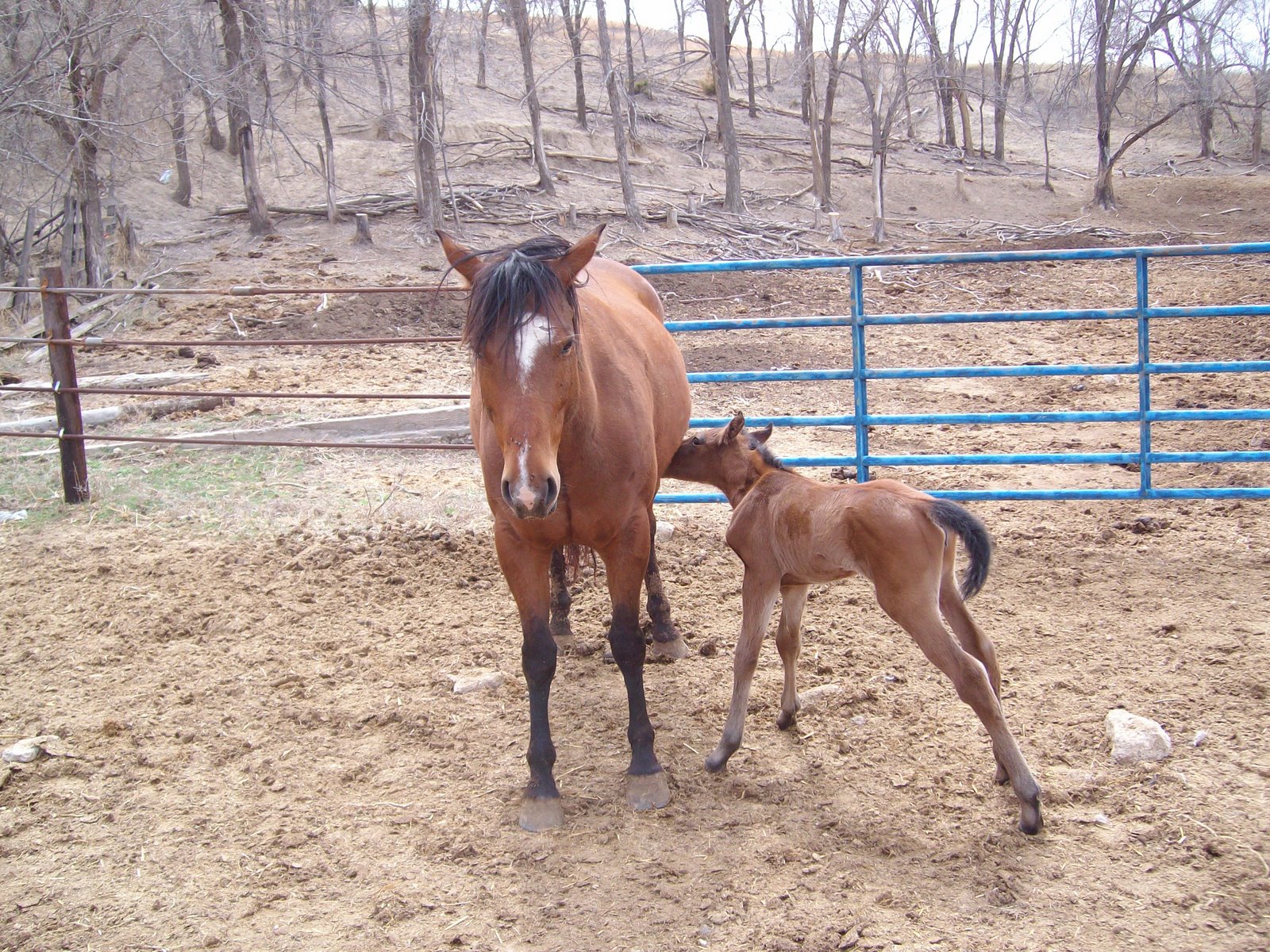 [Baby+Horse+4_5_08+010.jpg]