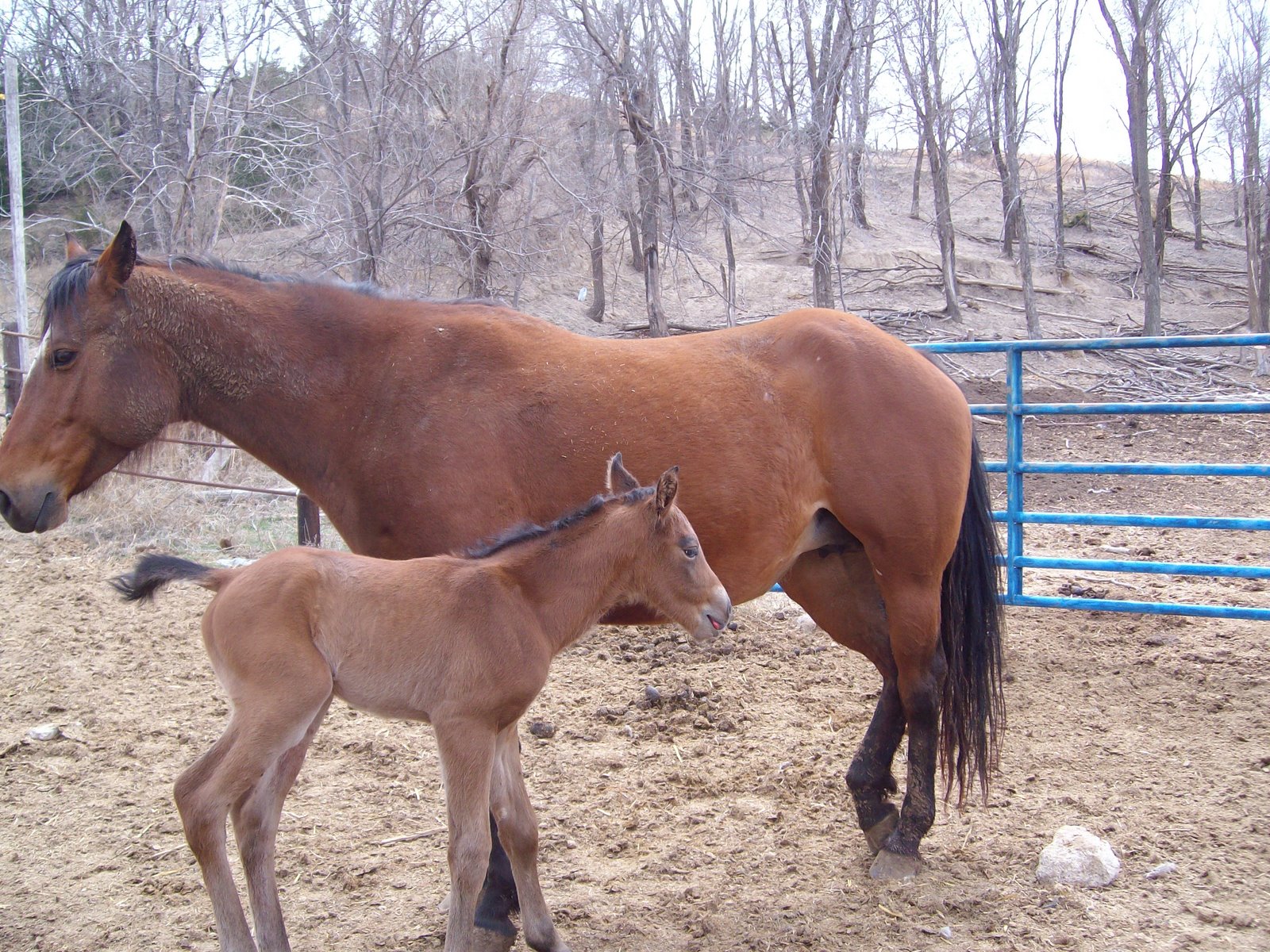 [Baby+Horse+4_5_08+015.jpg]