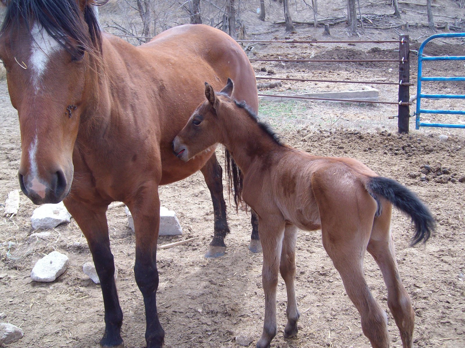 [Baby+Horse+4_5_08+005.jpg]