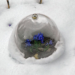 [iris+dwarf+in+snow.jpg]